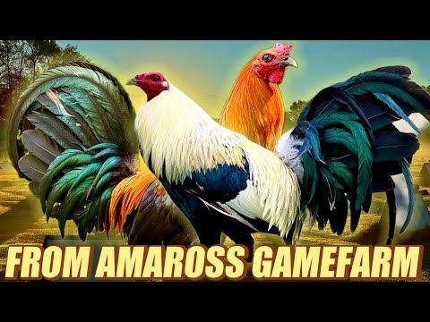 Leiper Hatch Brownred And Grey Kelso Doc Popeye - FROM AMAROSS GAMEFARM