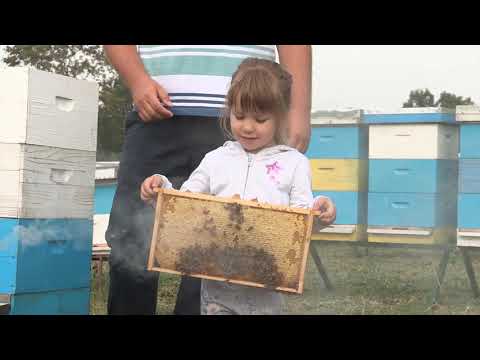Boja meda ep. 175 13.07.2021. Spajanje pčelinjih zajednica, nozemoza, med od lavande