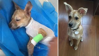Everyone Had Given Up On This Adorable Puppy, But One Woman Changed Everything