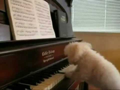 Theme: Muziek videos e-card: happy birthday tango style..