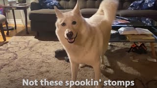 Doggo SHOCKED by the Stomp Monster