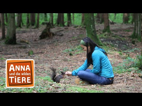 Nüsse für die Eichhörnchen | Reportage für Kinder | Anna und die wilden Tiere