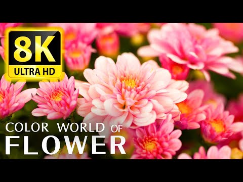 The Most Beautiful Flowers Collection 8K ULTRA HD / 8K TV - Relax With The Sounds Of Nature