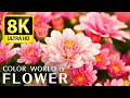 The Most Beautiful Flowers Collection 8k Ultra HD 8K TV Relax With The Sounds Of Nature