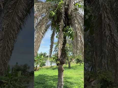 Um Lindo Dia em Anápolis, Goiás #shorts