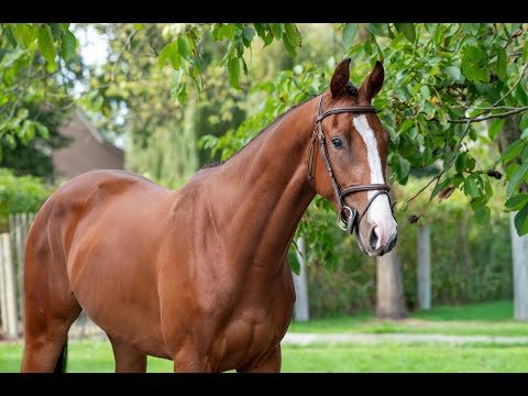 Winetou CH CHILLAX WILLI VAN'T HUKA x UNANIEM - Video 10 video thumbnail