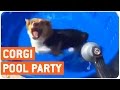 Corgi Loves Kiddie Pool Pool Party