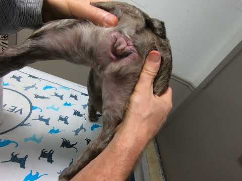 Fr. Bulldog Vaginal Fold Moist Dermatitis treated by Dr. Kraemer Vet4Bulldog