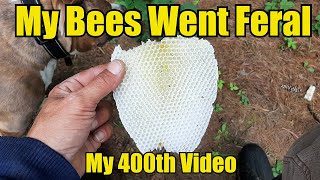 My Bees Went Feral (My 400th Video)