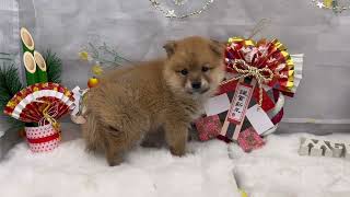 ハーフ犬の動画01