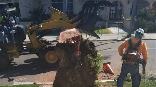 100-year-old pepper trees cut down in Kensington despite neighbor protests
