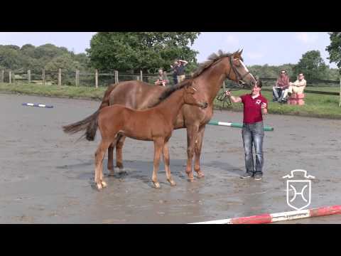 Hengstfohlen von Cascadello - Acorado - Aletto