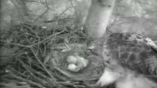 preview picture of video 'Birth of Red-tailed Hawk'