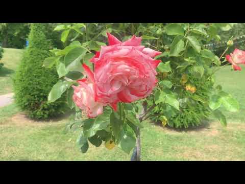 Puteaux, ville fleurie !