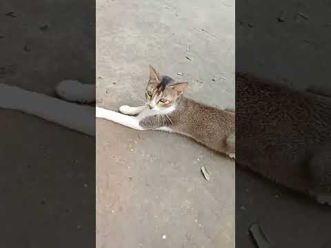 #shorts #cat 🥰🥰