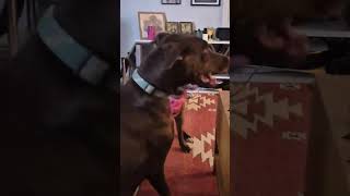 Video preview image #1 Mutt Puppy For Sale in Aurora, CO, USA