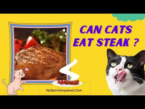 Can Cats Eat Steak? 5 Things You Need to Know . #Petnutritinplanet #Cats