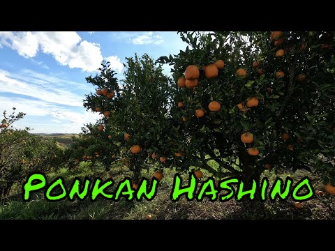 Ponkan Hashino - Street Food - Mogi das Cruzes - SP - Brazil - @hashinofood  - 6/30/2020 - 🇧🇷