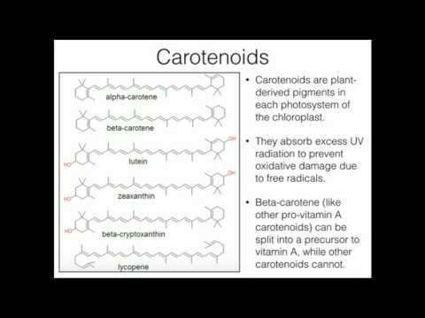 Vitamin A Functions and Retinoid Cycle