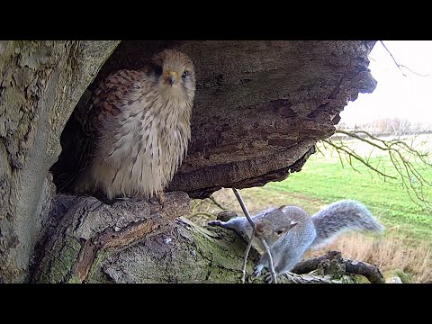 Kestrels vs Grey Squirrels | Apollo & Athena | Robert E Fuller