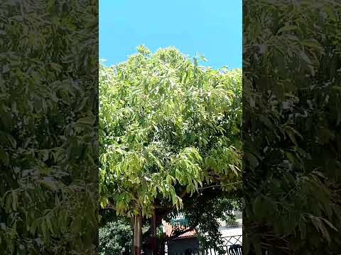 Vendaval em Cornélio Procópio Paraná nesta semana.