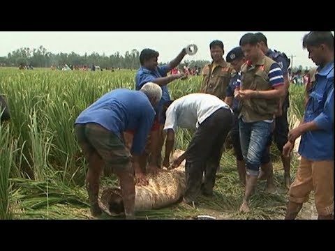 ধানক্ষেতে মিলল গলাকাটা ৪ মৃতদেহ