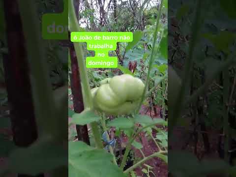 Chácara estrela do oriente jaborandi Bahia João de barro o pedreiro melhor do mundo da natureza 