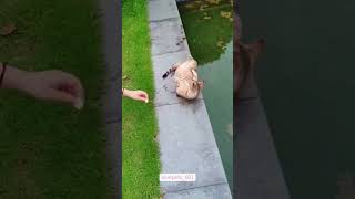 Download lagu kucing jatoh ke air lucu #cat #cats #catshorts #cute #fun #funny #funnyvideo #kucing mp3