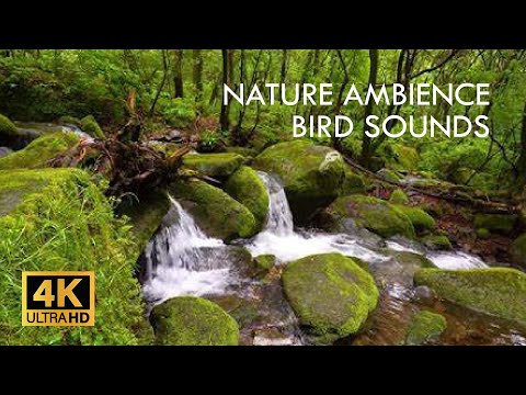 4K HDR Enchanted Forest  🌲 Nature Ambience and Bird Sounds for Sleep, Focus, Study, or Meditation