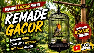 Download lagu 🔥The Ultimate Kemade Lure: Echoing Forest Ambience for Instant Response. Kemade Birds mp3