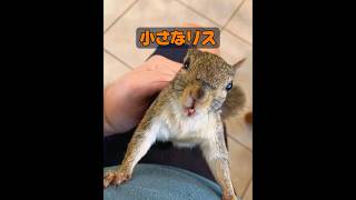 動物には本当に感情があるのだろうか？ #animals #動物プロダクション #動物 #癒し #自然