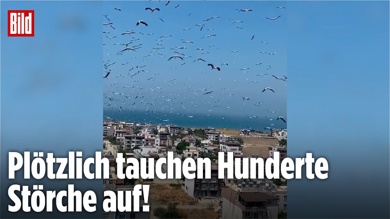 Spektakuläres Himmelsschauspiel: Storch-Schwarm zieht über Hatay Richtung Afrika!