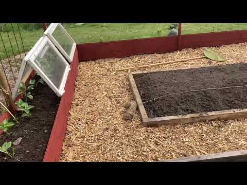 Köksträdgård & tunnelväxthus del 2