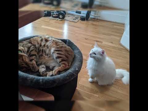 Big sister little sister vibes. 😺🐆