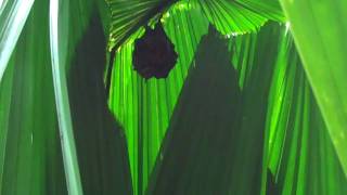 preview picture of video 'Trinidad & Tobago Field Naturalist's Club Moruga Forest'