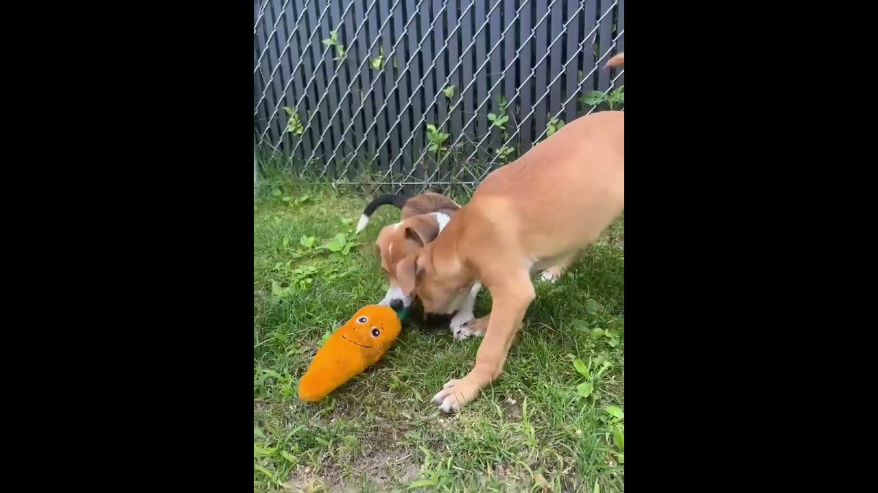 Enlarge Polly, a ADOPTABLE mixed breed in Danbury, CT video 4/4