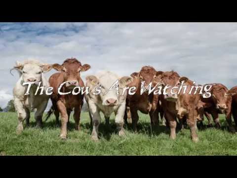 The Cows Are Watching 