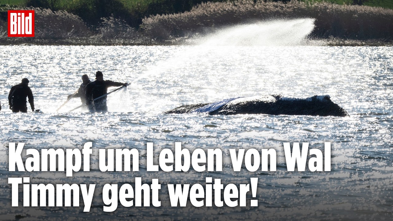 🔴 Tag 23 – Wal-Rettung vor Poel: Krümmt sich Timmy vor Schmerzen? | BILD LIVE