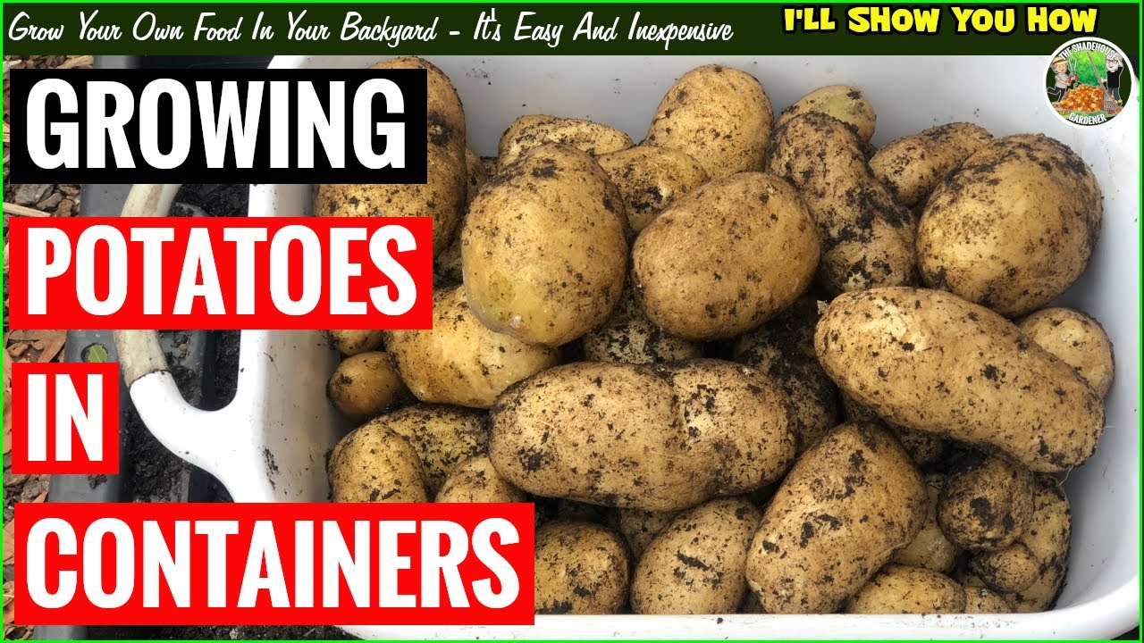 Growing Potatoes In Containers