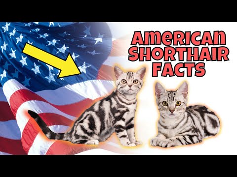 10 Interesting Facts About American Shorthair Cats