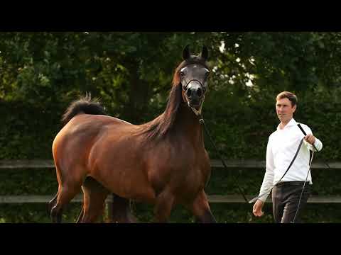 SAZA K.A. - (QR Marc x Sayonarah El Bri), 2016 Mare