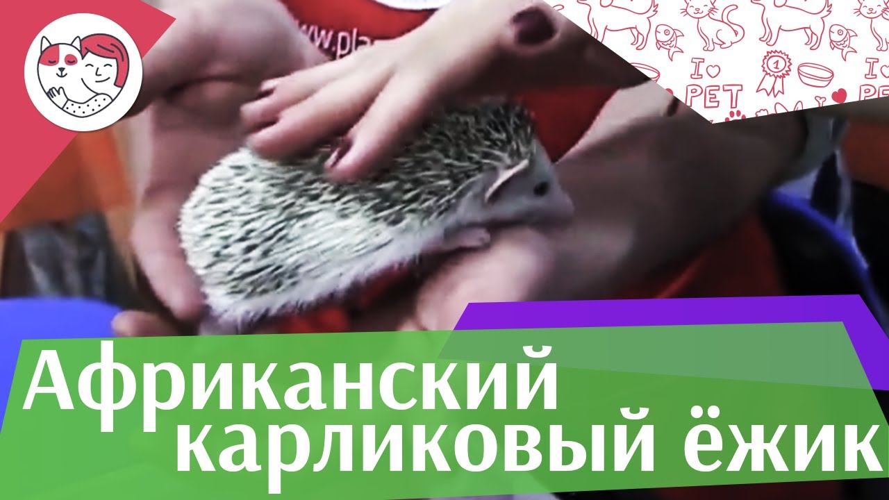Африканский карликовый ёжик Повадки на ilikepet