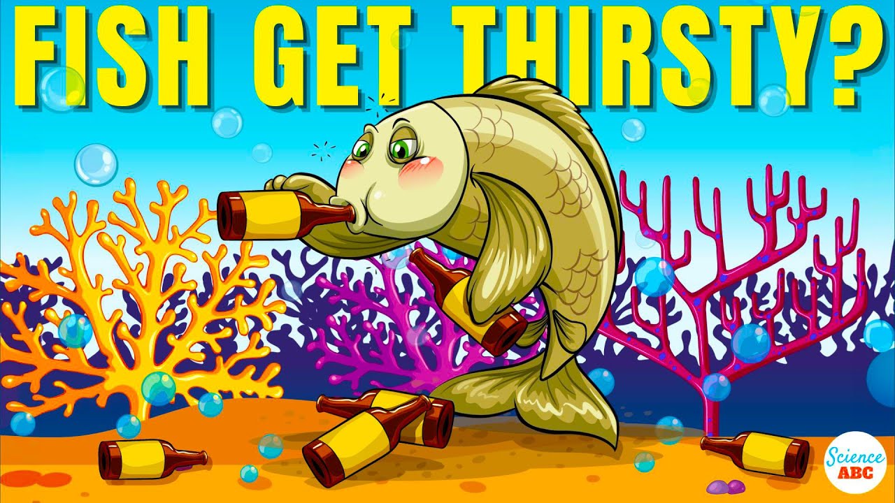 Do Fish Get Thirsty and Do They Need to Drink Water?