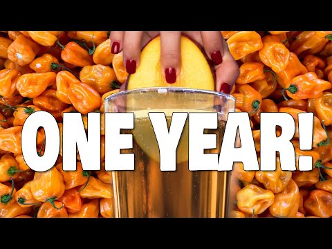 Mango Habanero Capsicumel Mead One Year Tasting