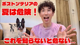 ボストンテリアは夏が苦手…我が家で実践している暑さ対策を紹介!