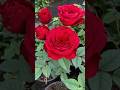 Beautiful Red Roses Roses Rose Shorts
