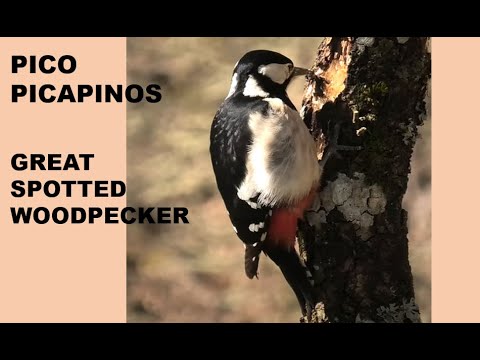 PICO PICAPINOS | GREAT SPOTTED WOOSPECKER | Dendrocopos