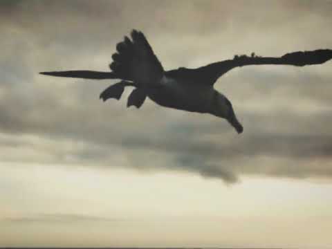 Peter Green - Albatross (Fleetwood Mac)