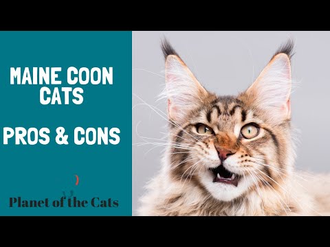 PROS AND CONS OF MAINE COON CATS AS PETS
