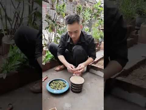 How amazing to grow orchids propagate plant fast and easy #4828